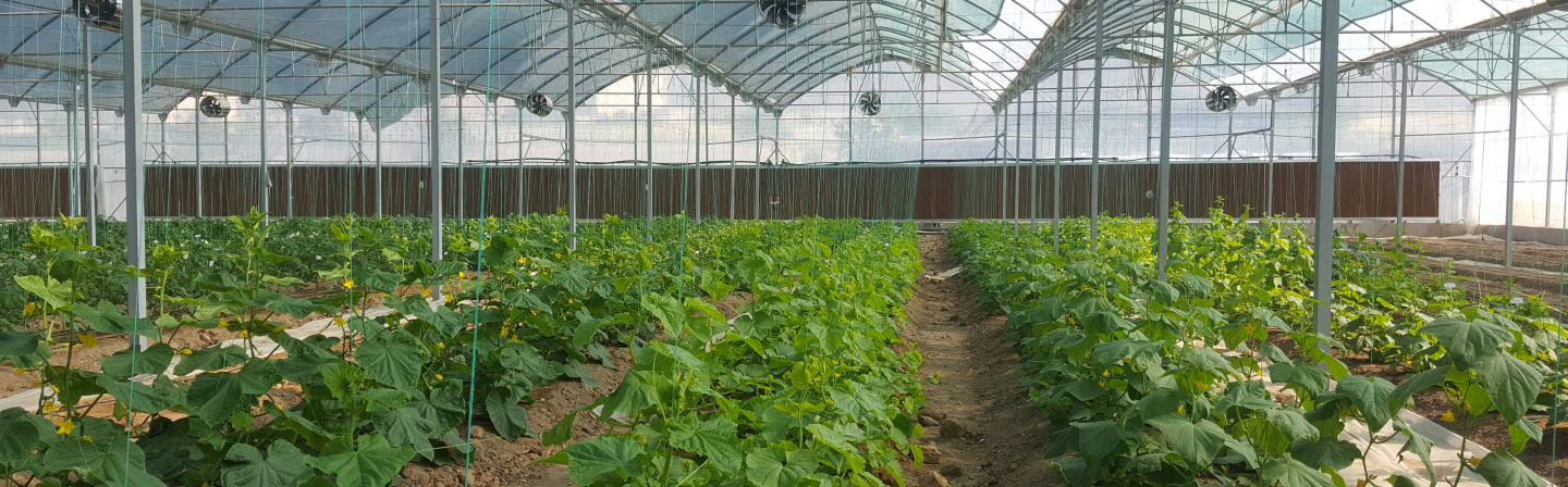 کشاورزی و صنایع غذایی- بذرهای هیبریدی